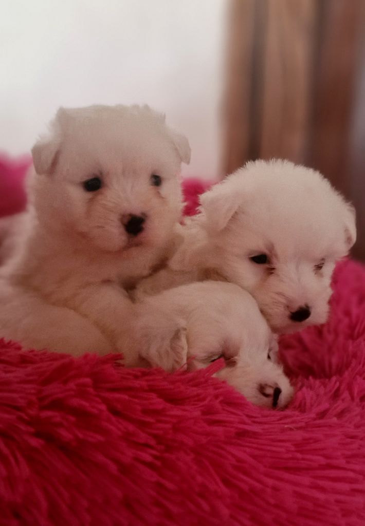 chiot Coton de Tulear du Domaine du Chai de Majolan