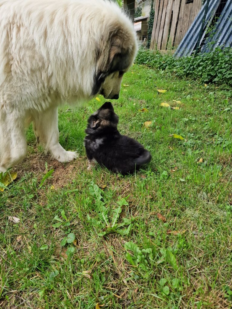 chiot Chien finnois de Laponie du Domaine du Chai de Majolan