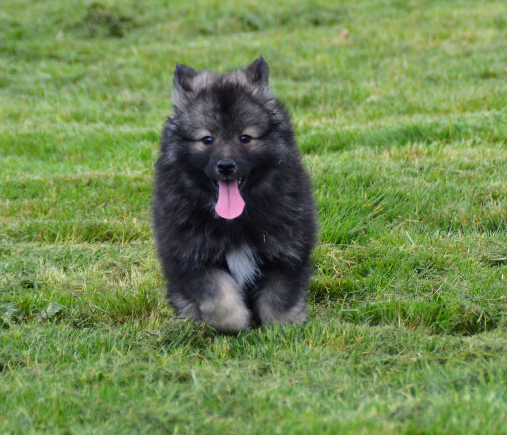 du Domaine du Chai de Majolan - Chien finnois de Laponie - Portée née le 06/01/2019