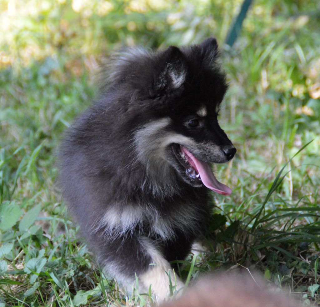 du Domaine du Chai de Majolan - Chien finnois de Laponie - Portée née le 28/05/2019