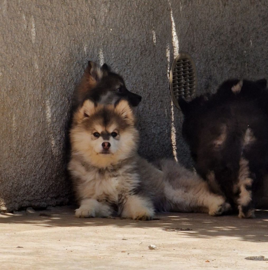 chiot Chien finnois de Laponie du Domaine du Chai de Majolan