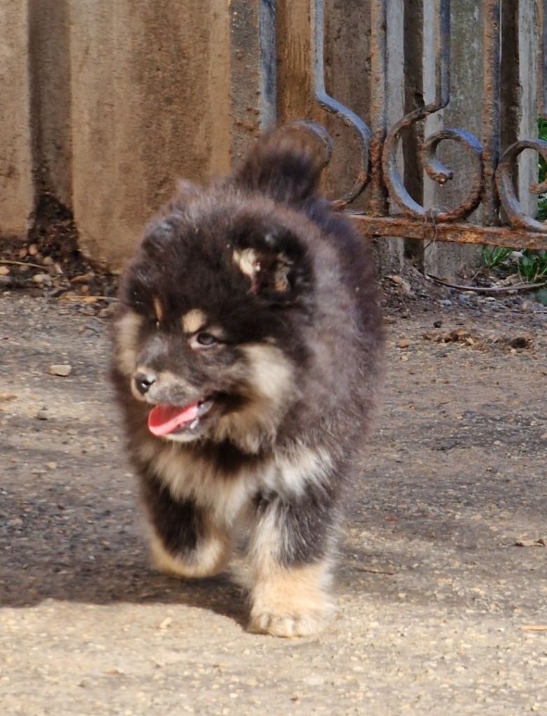 chiot Chien finnois de Laponie du Domaine du Chai de Majolan