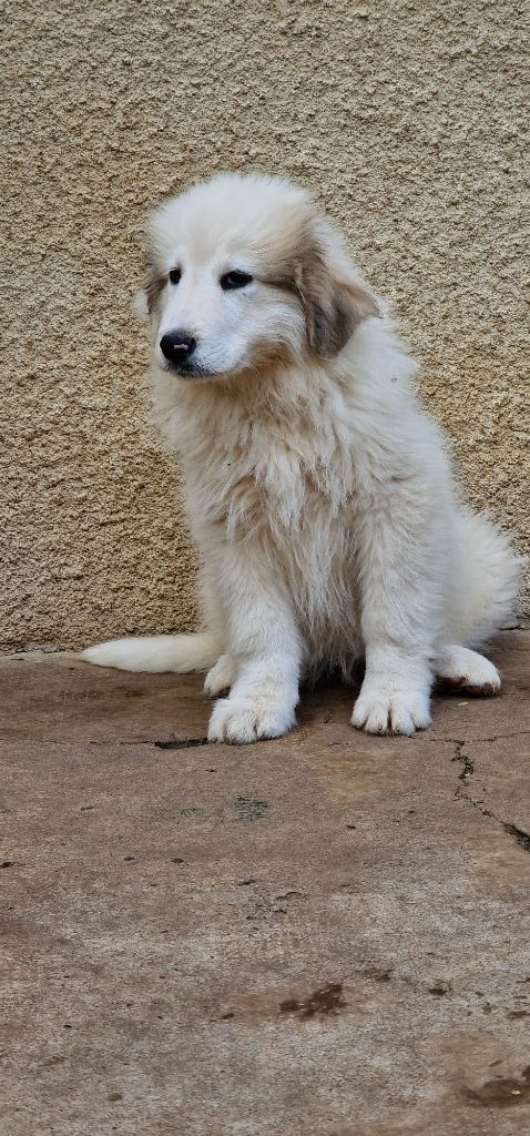 du Domaine du Chai de Majolan - Chiot disponible  - Chien de Montagne des Pyrenees