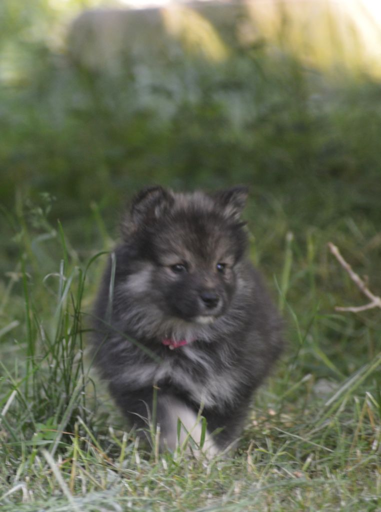 chiot Chien finnois de Laponie du Domaine du Chai de Majolan