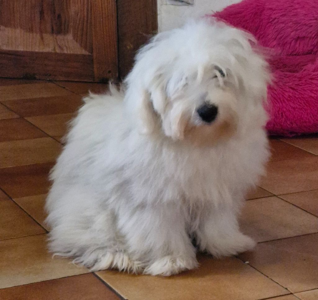 Vanila de la Forêt du Kranou