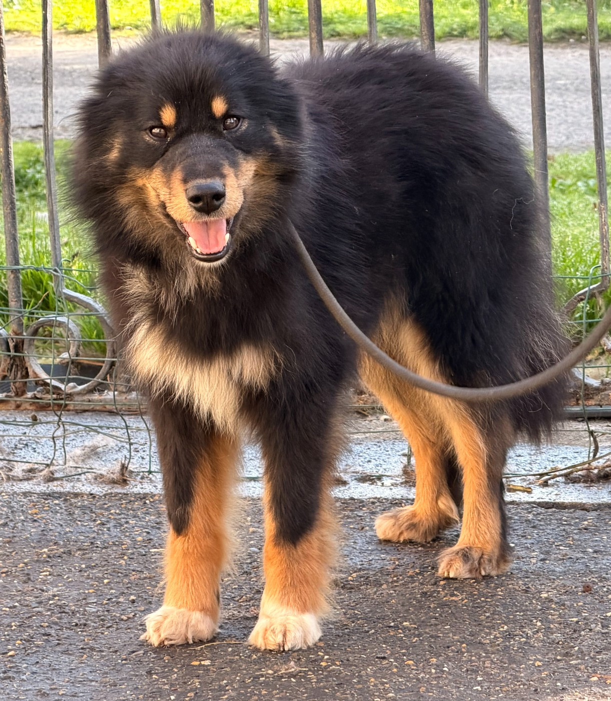 Vador dit voldemort (Sans Affixe)