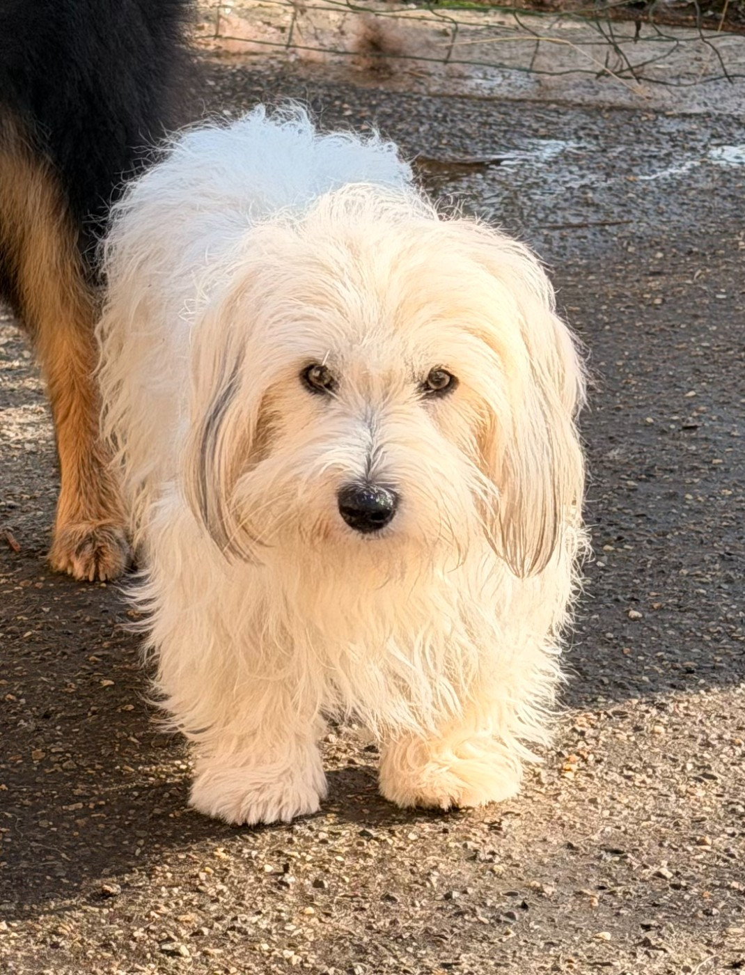 Api des bois de la bro