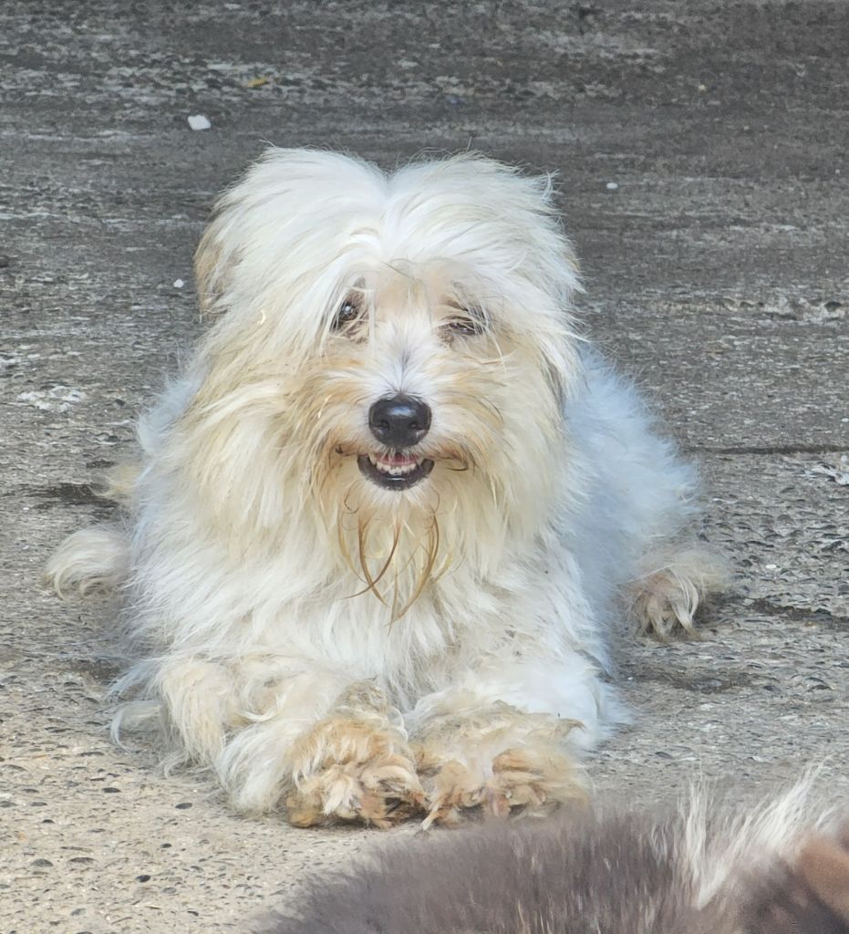 Perla (Sans Affixe)