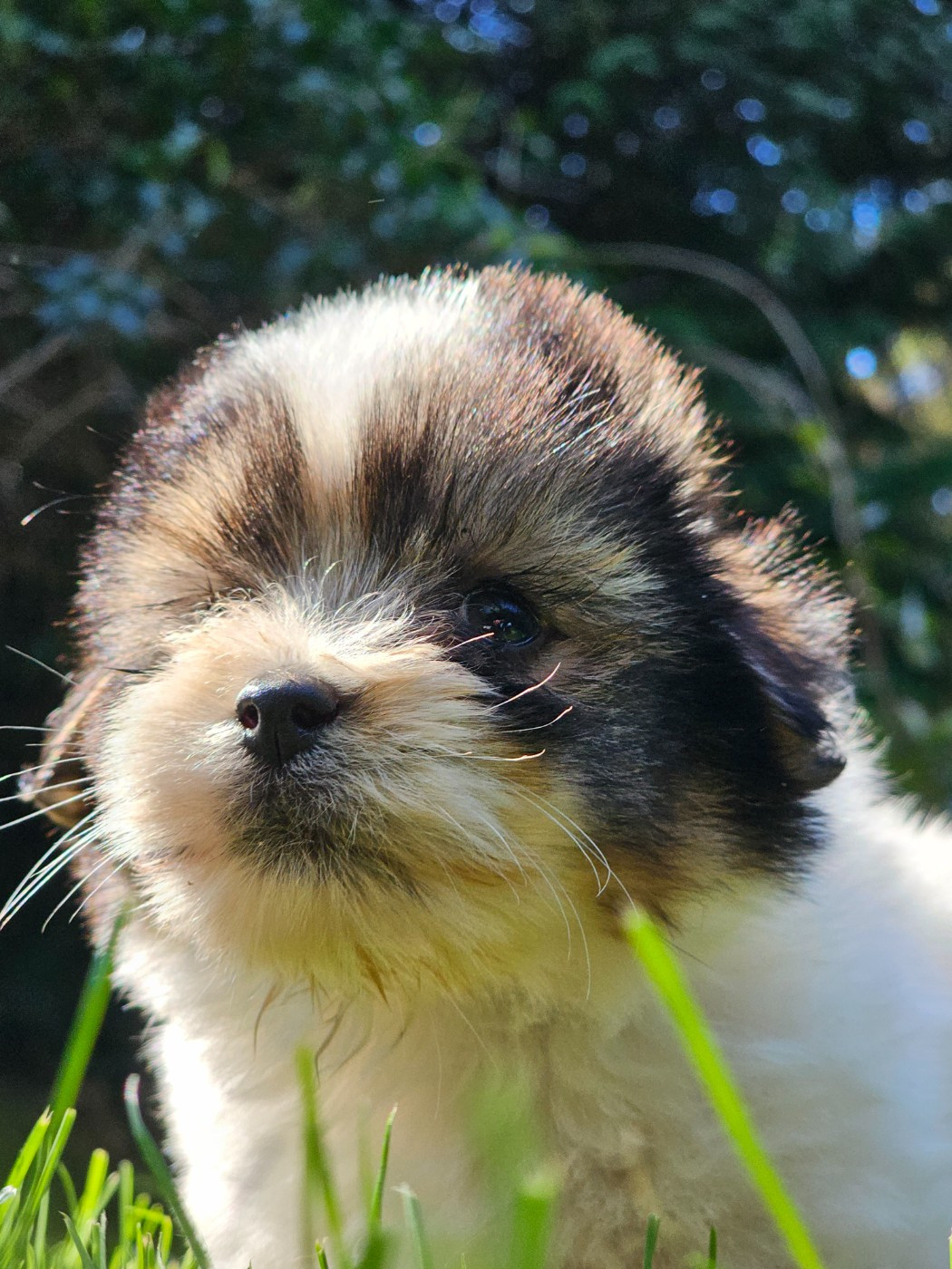 ATHENA du Domaine du Chai de Majolan