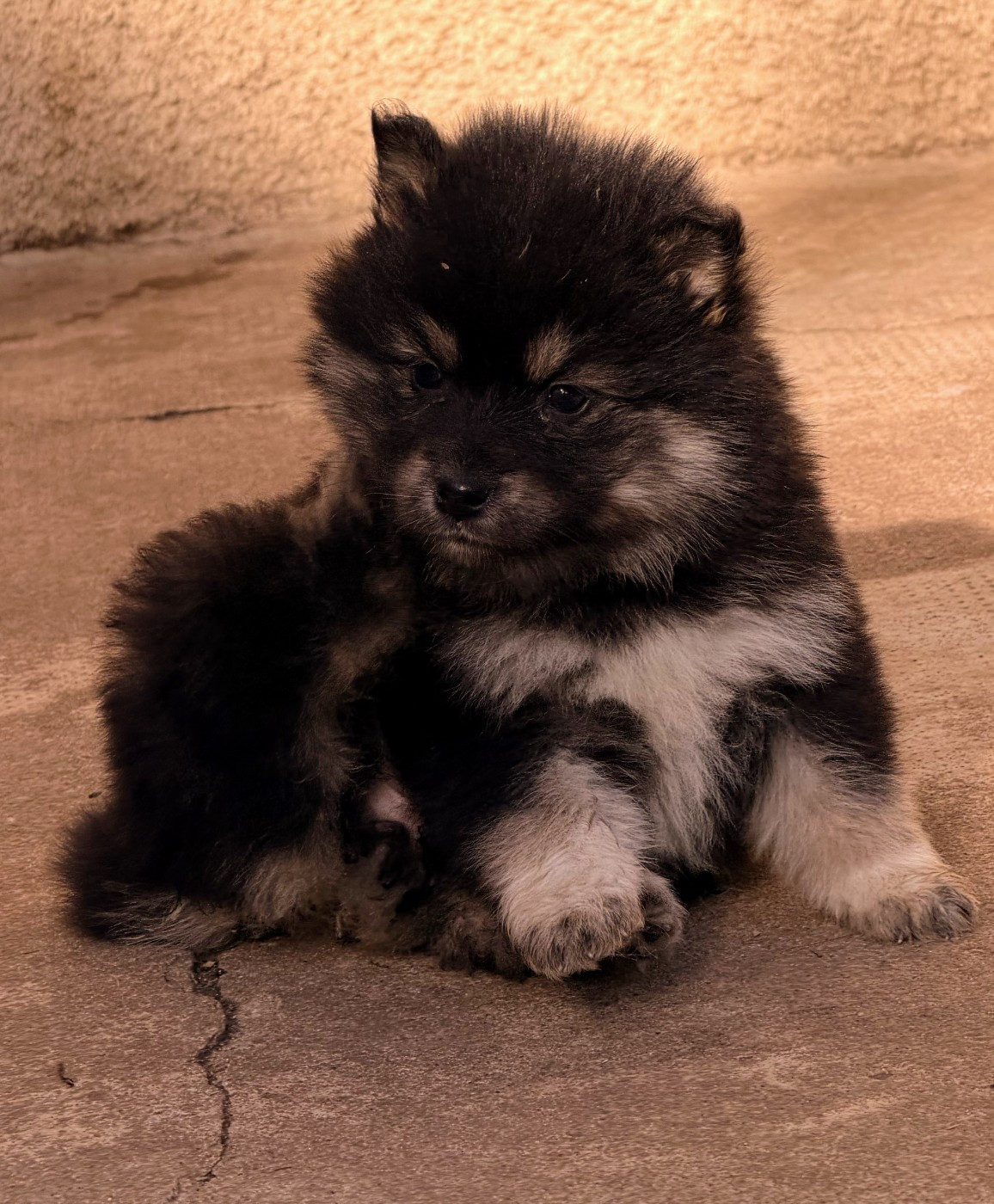 ARISTOCHATS ALABAMA du Domaine du Chai de Majolan