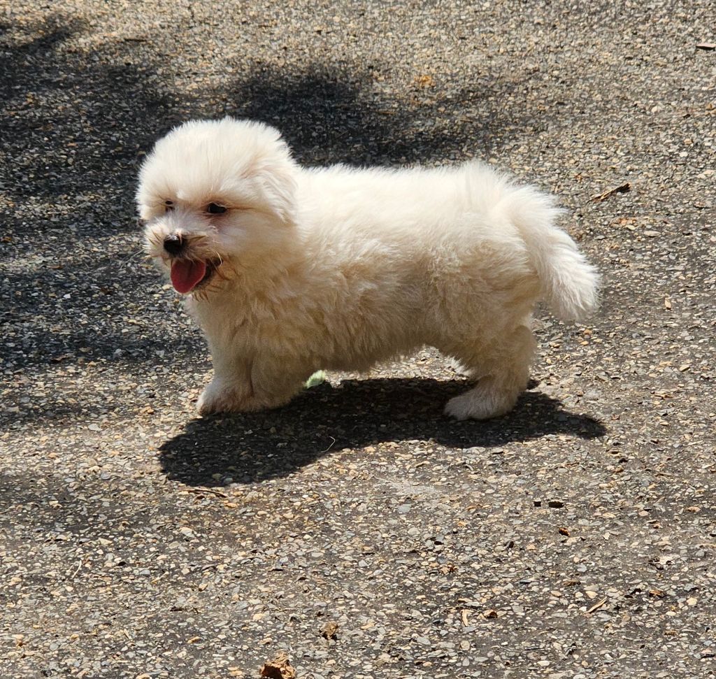 chiots 