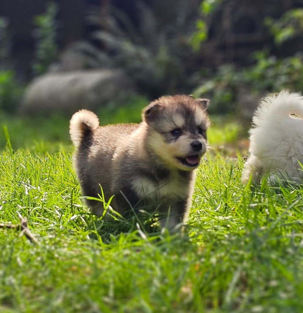 chiots à réserver