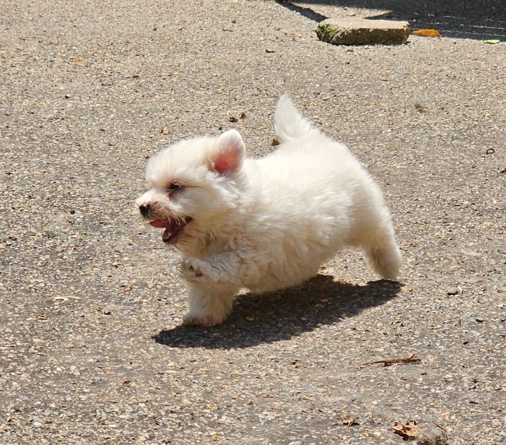 chiots 