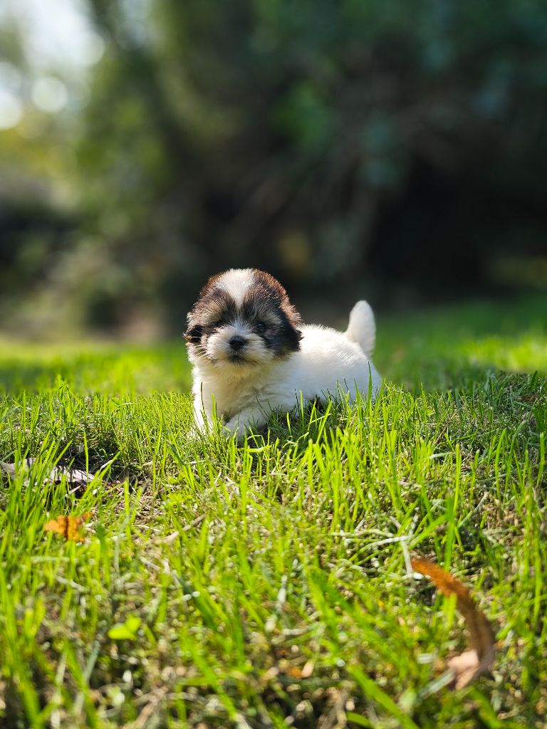 du Domaine du Chai de Majolan - Coton de Tulear - Portée née le 22/07/2025