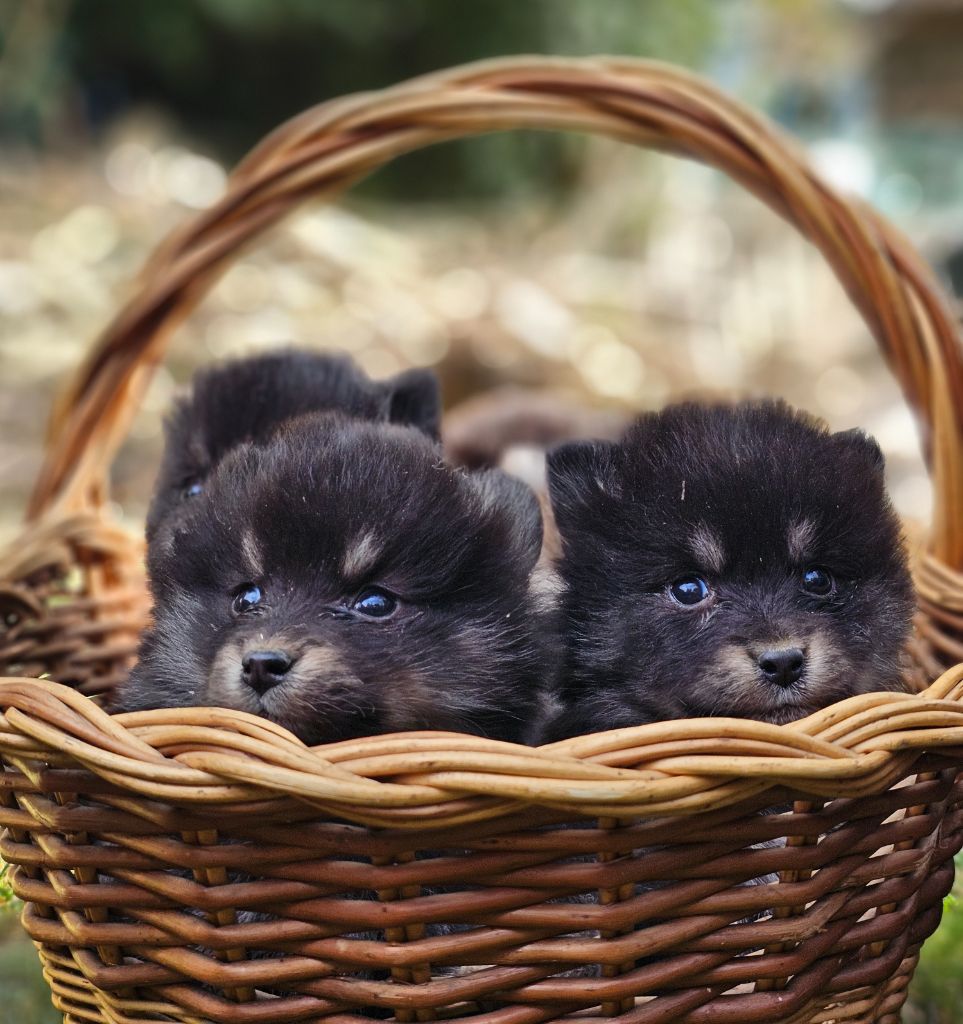 Chiot Chien finnois de Laponie du Domaine du Chai de Majolan