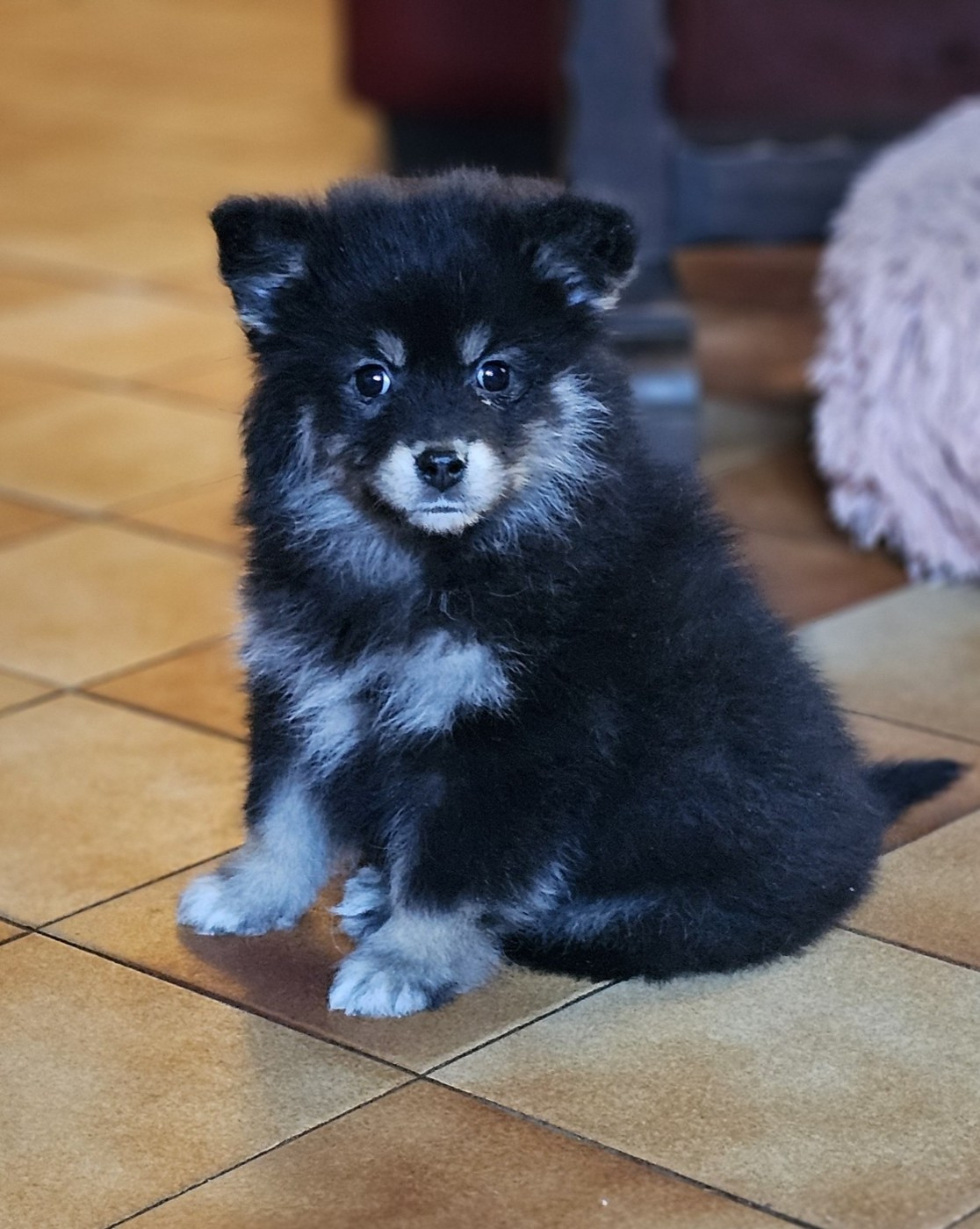 du Domaine du Chai de Majolan - Chiots disponibles - Chien finnois de Laponie