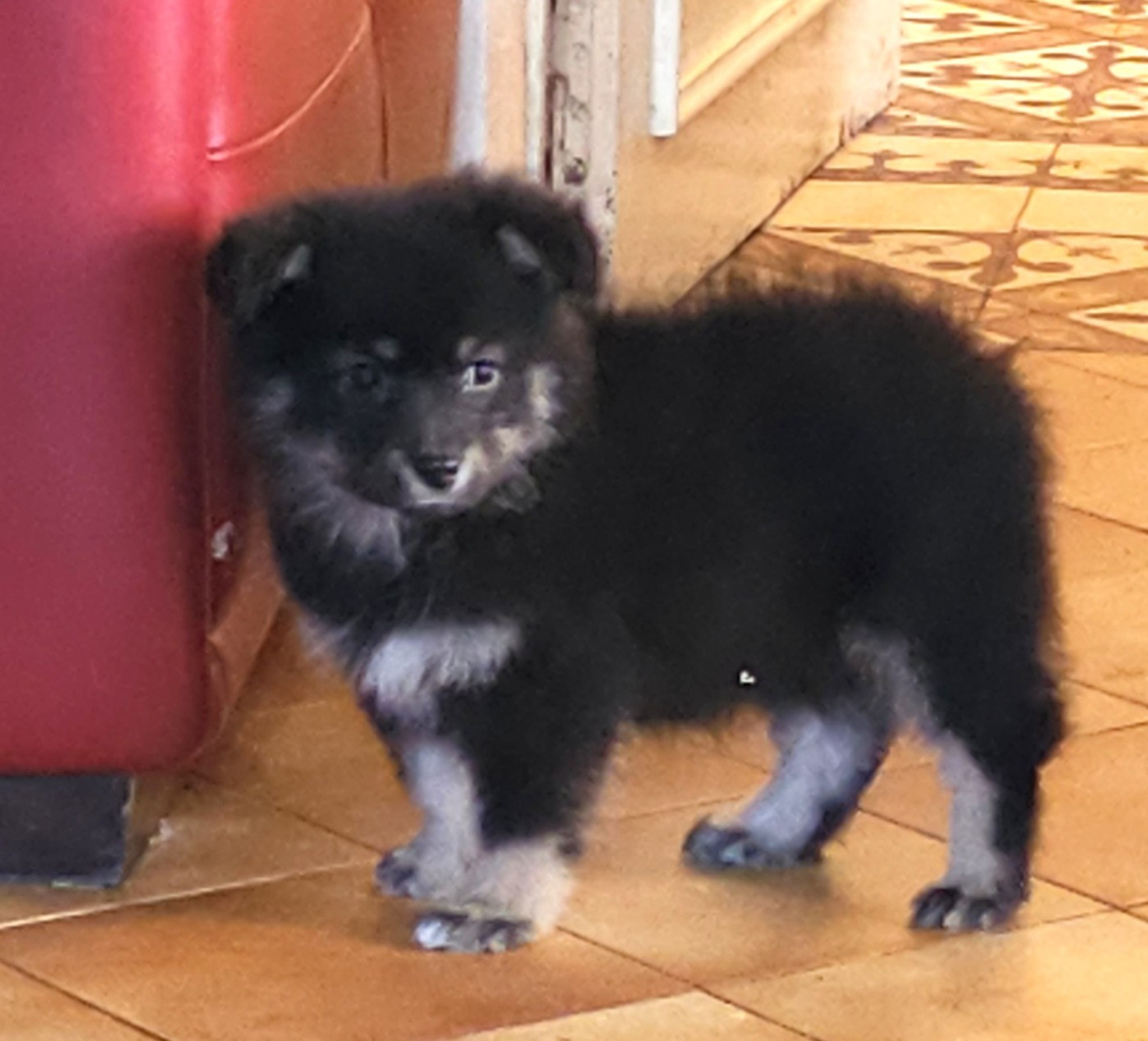 du Domaine du Chai de Majolan - Chiots disponibles - Chien finnois de Laponie