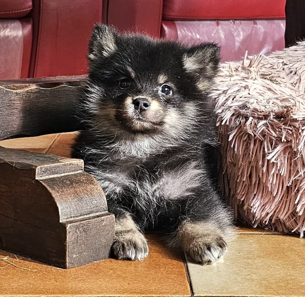 du Domaine du Chai de Majolan - Chiots disponibles - Chien finnois de Laponie