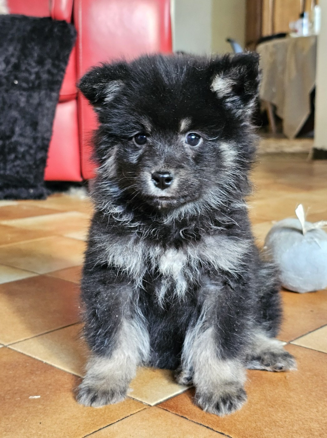 du Domaine du Chai de Majolan - Chiots disponibles - Chien finnois de Laponie