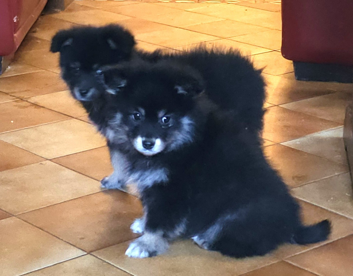 du Domaine du Chai de Majolan - Chien finnois de Laponie - Portée née le 20/09/2025