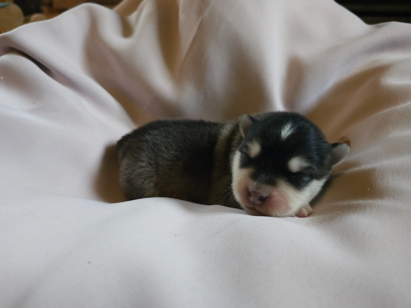 du Domaine du Chai de Majolan - Chiots disponibles - Chien finnois de Laponie