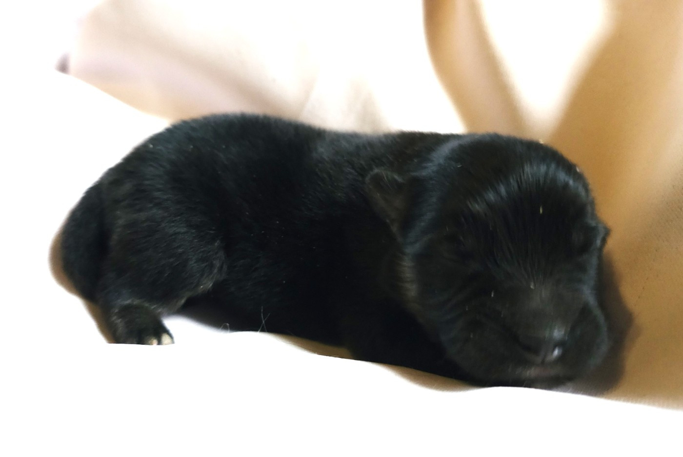 du Domaine du Chai de Majolan - Chiots disponibles - Chien finnois de Laponie