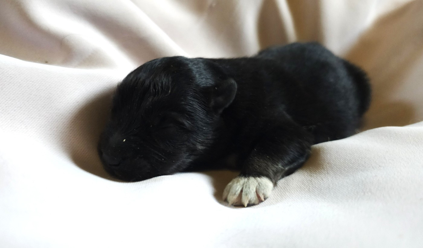 du Domaine du Chai de Majolan - Chiots disponibles - Chien finnois de Laponie