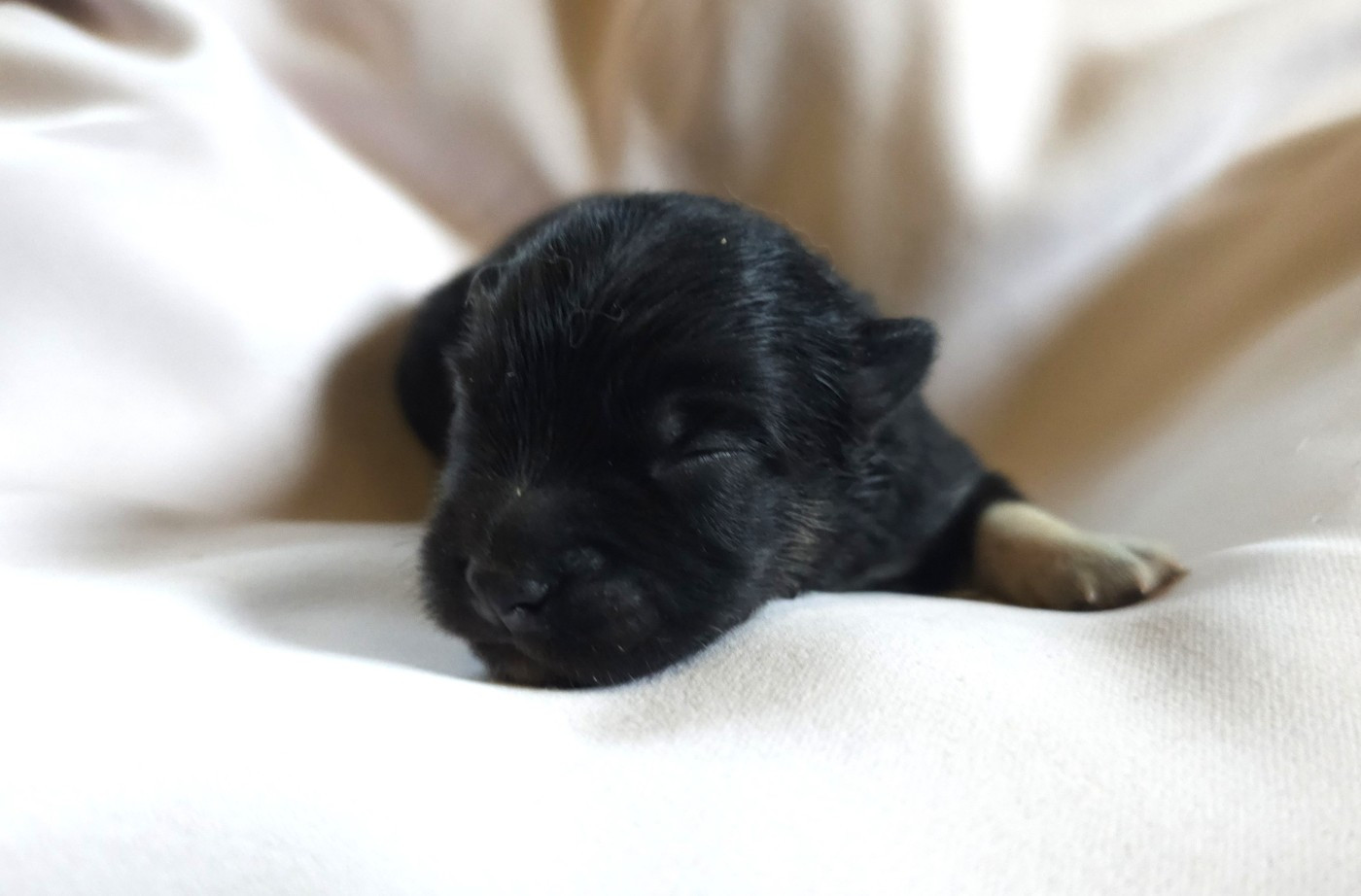 du Domaine du Chai de Majolan - Chiots disponibles - Chien finnois de Laponie