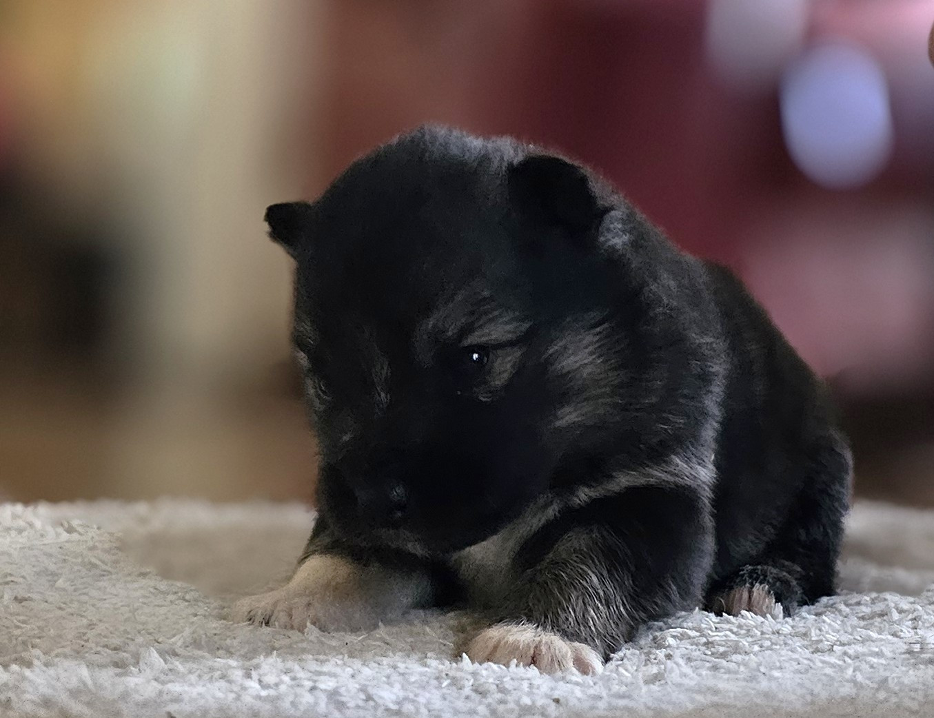 du Domaine du Chai de Majolan - Chiots disponibles - Chien finnois de Laponie