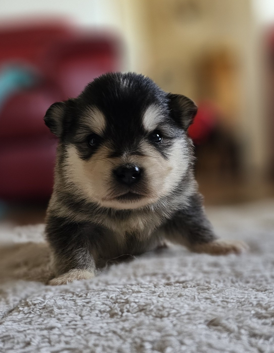 du Domaine du Chai de Majolan - Chiots disponibles - Chien finnois de Laponie