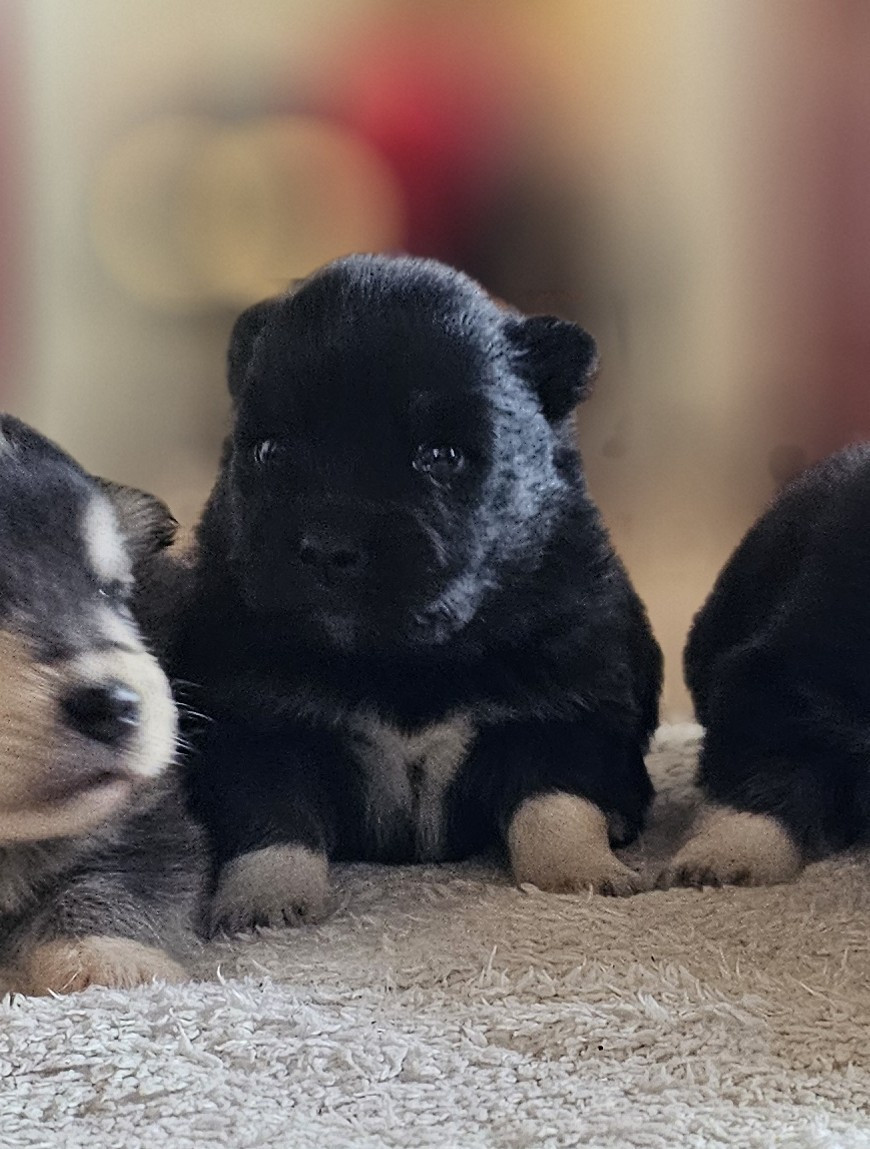 du Domaine du Chai de Majolan - Chiots disponibles - Chien finnois de Laponie