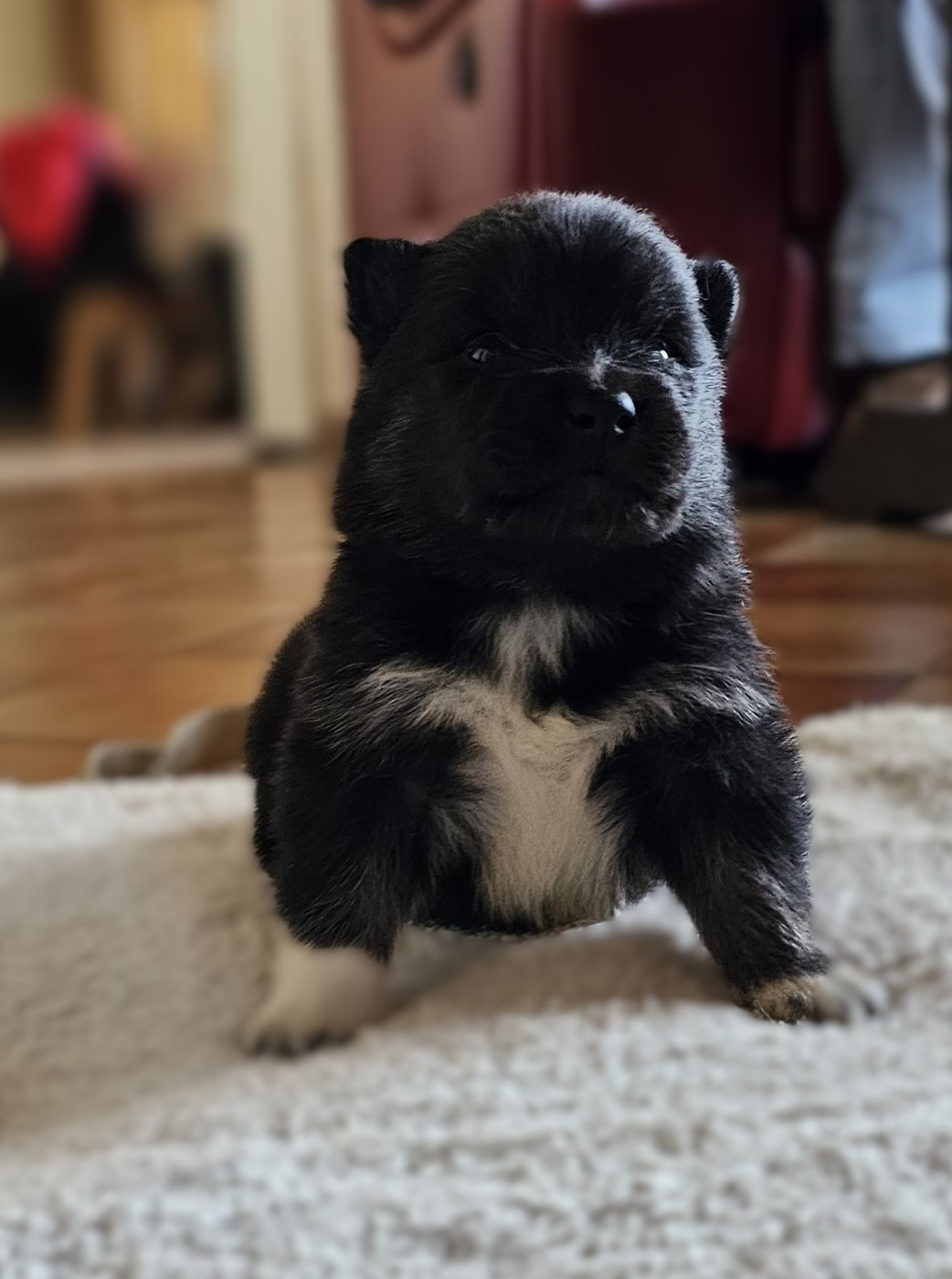 du Domaine du Chai de Majolan - Chiots disponibles - Chien finnois de Laponie