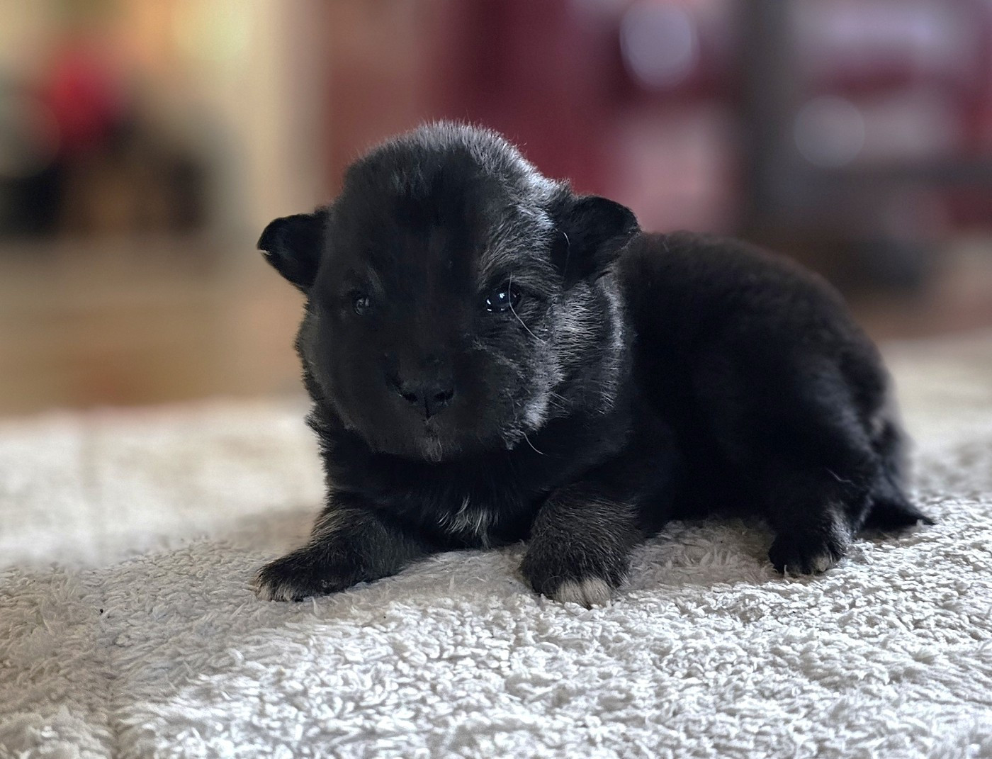 du Domaine du Chai de Majolan - Chiots disponibles - Chien finnois de Laponie