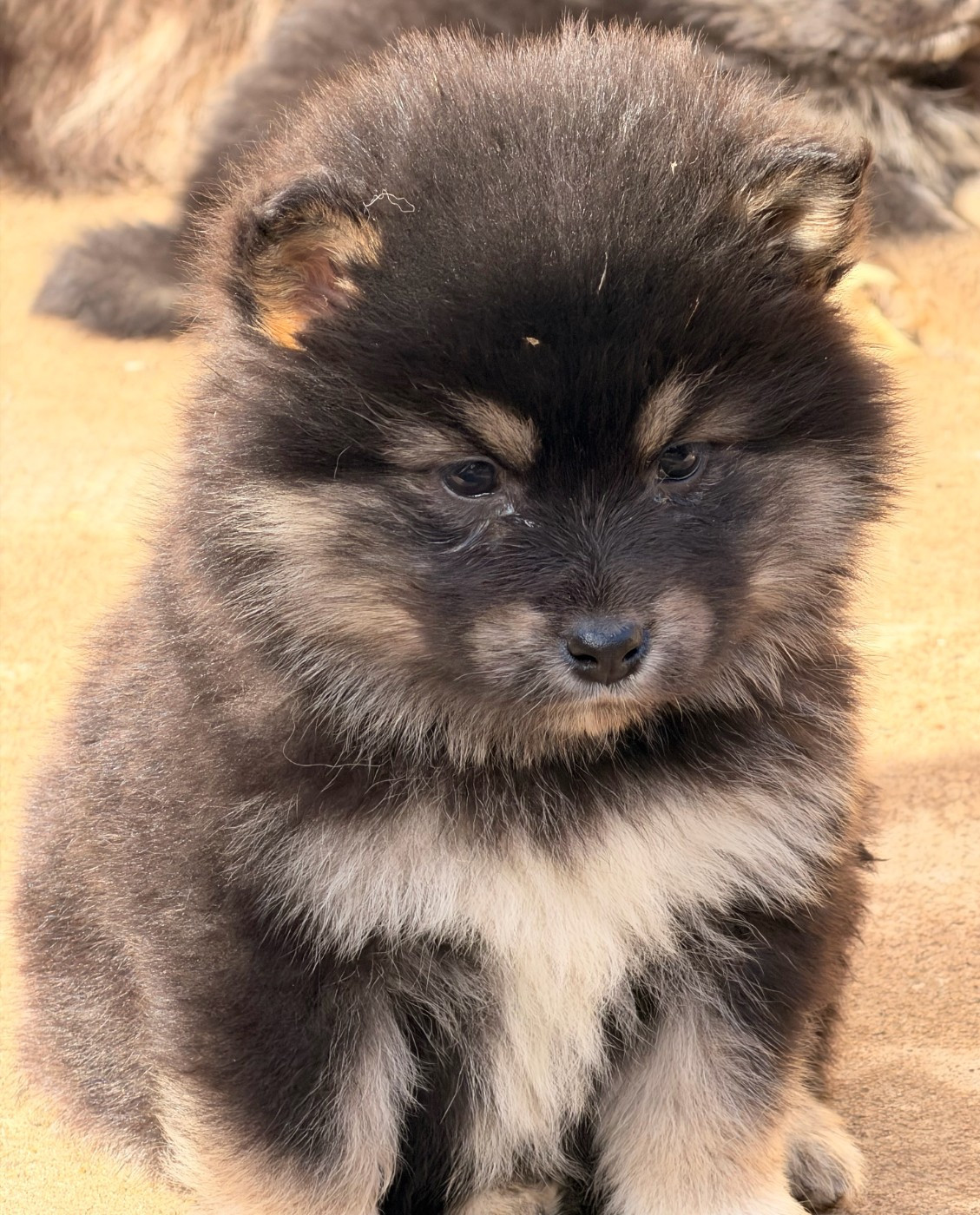 du Domaine du Chai de Majolan - Chiots disponibles - Chien finnois de Laponie