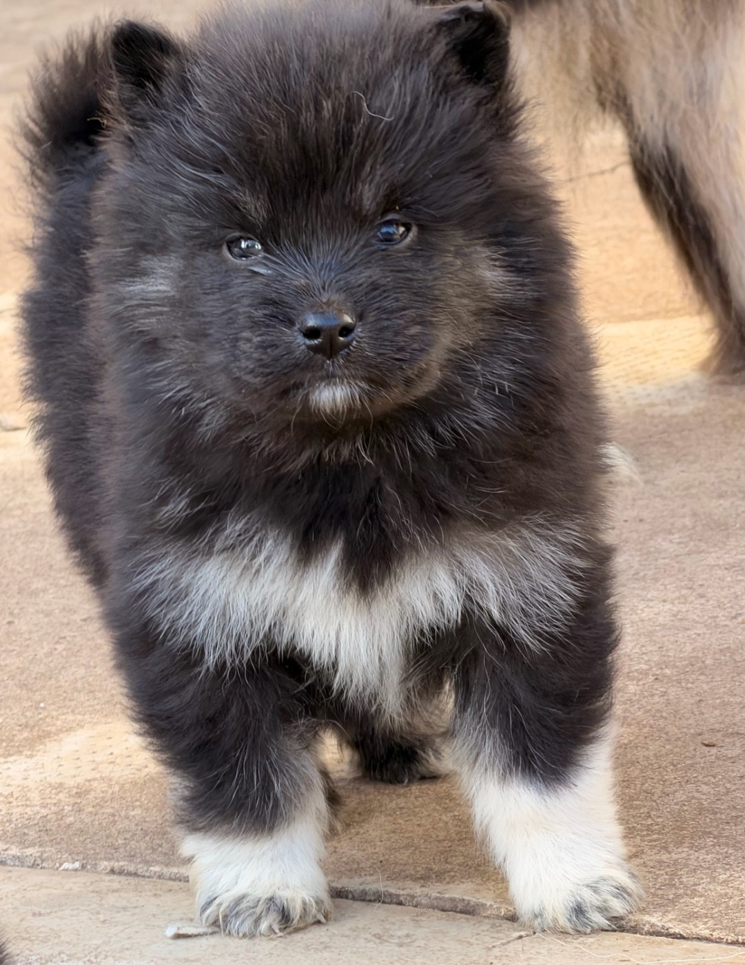 du Domaine du Chai de Majolan - Chiots disponibles - Chien finnois de Laponie