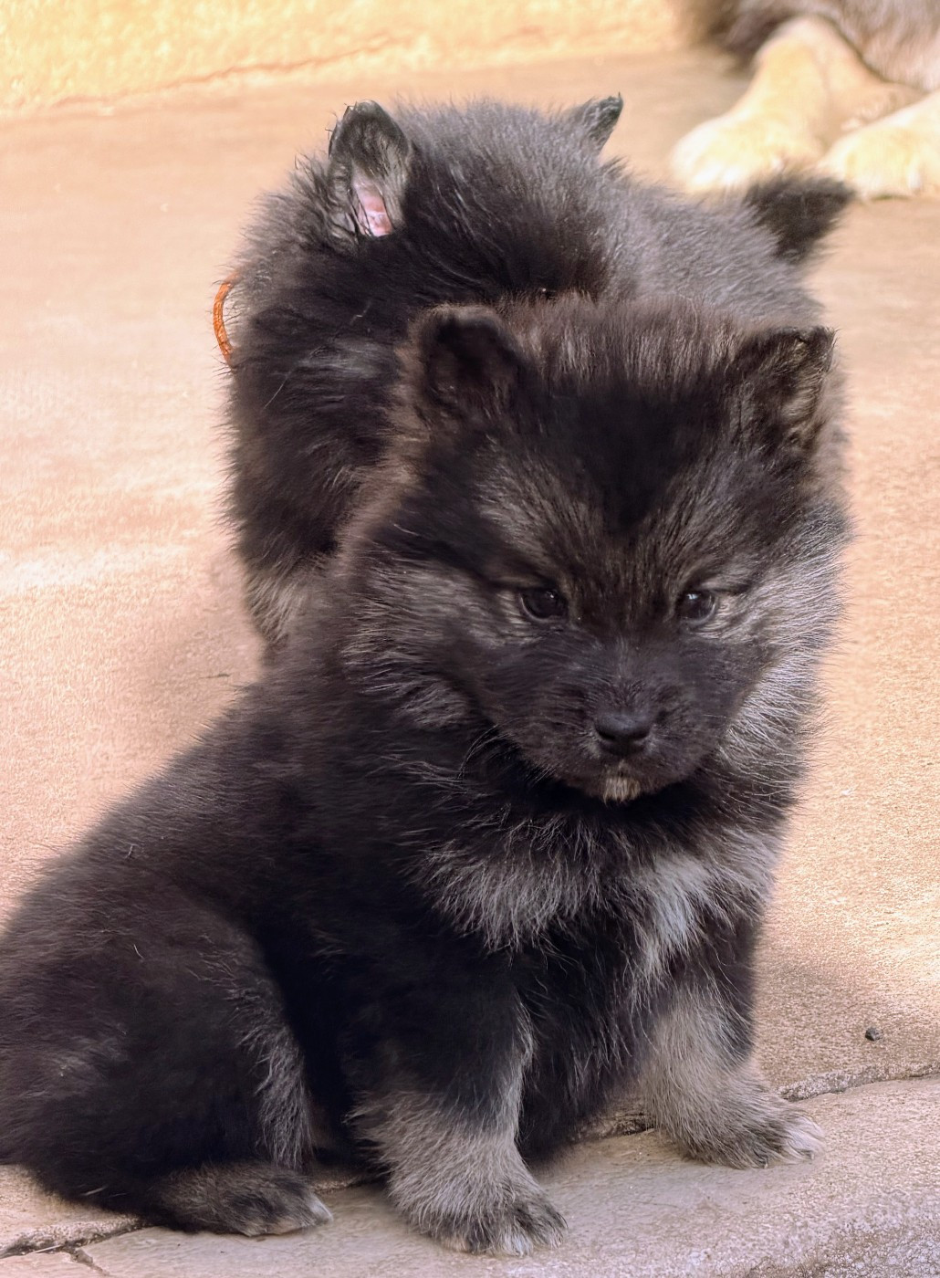 du Domaine du Chai de Majolan - Chiots disponibles - Chien finnois de Laponie