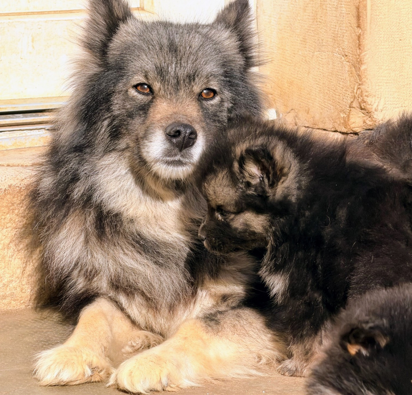 Chiot Chien finnois de Laponie du Domaine du Chai de Majolan