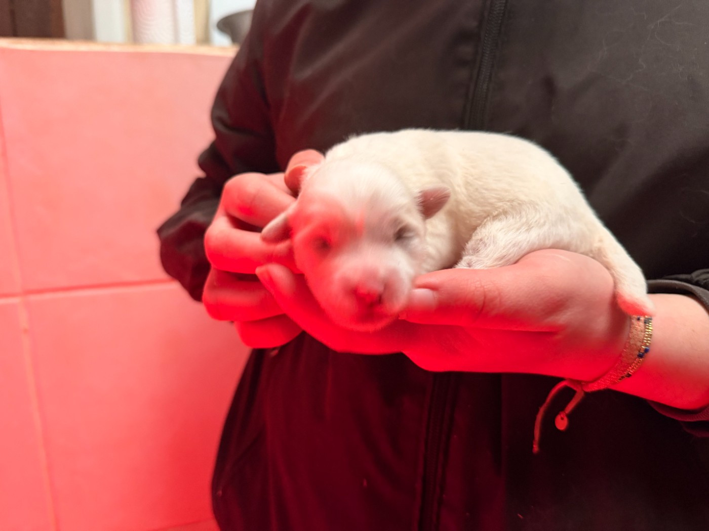 du Domaine du Chai de Majolan - Chiots disponibles - Coton de Tulear