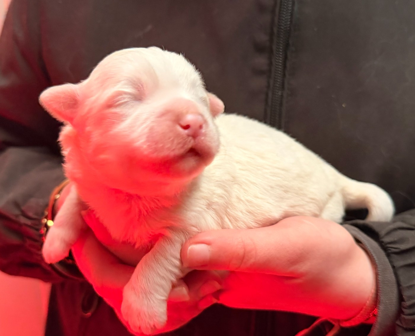 du Domaine du Chai de Majolan - Chiots disponibles - Coton de Tulear