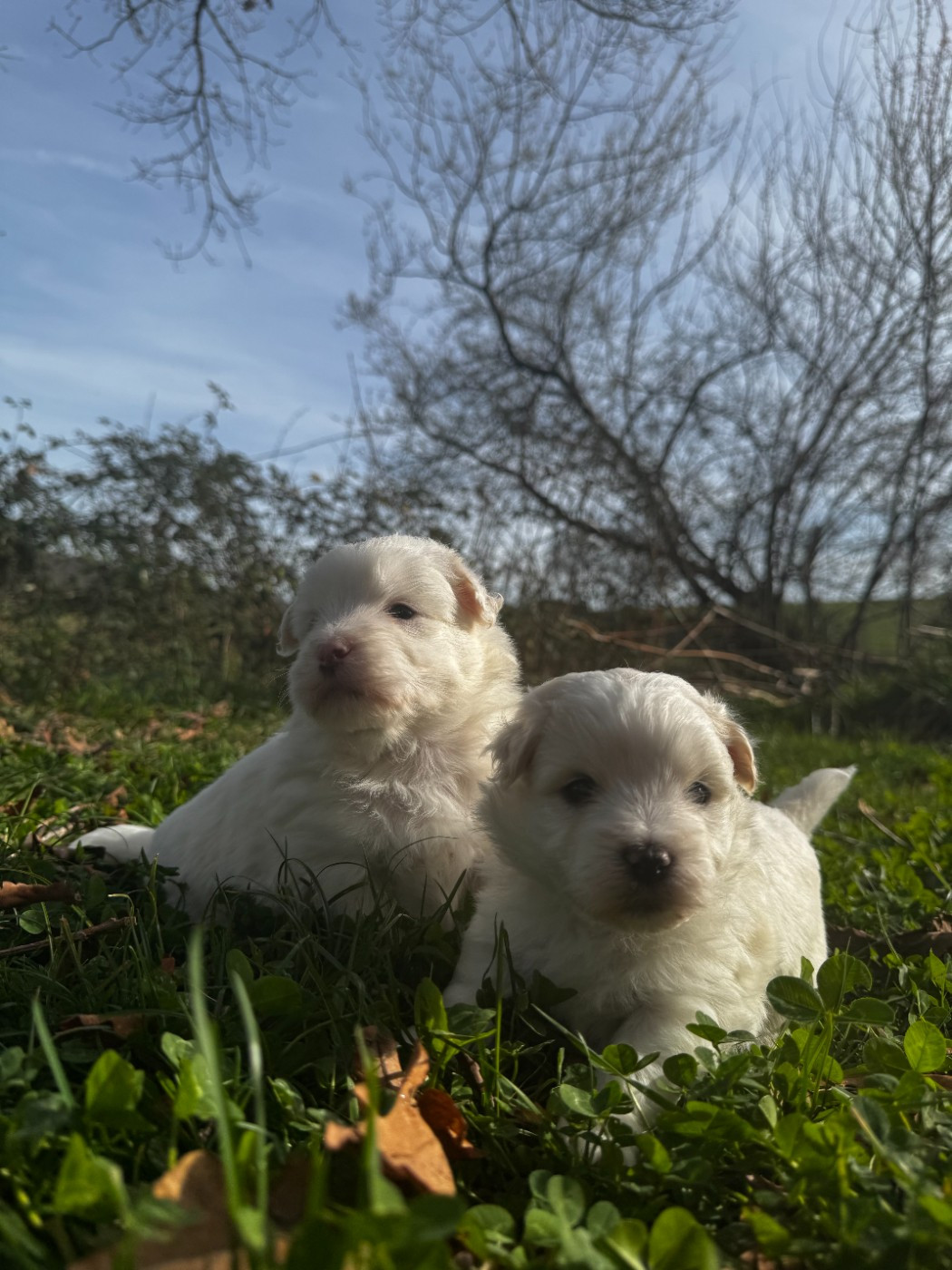 du Domaine du Chai de Majolan - Coton de Tulear - Portée née le 24/01/2026