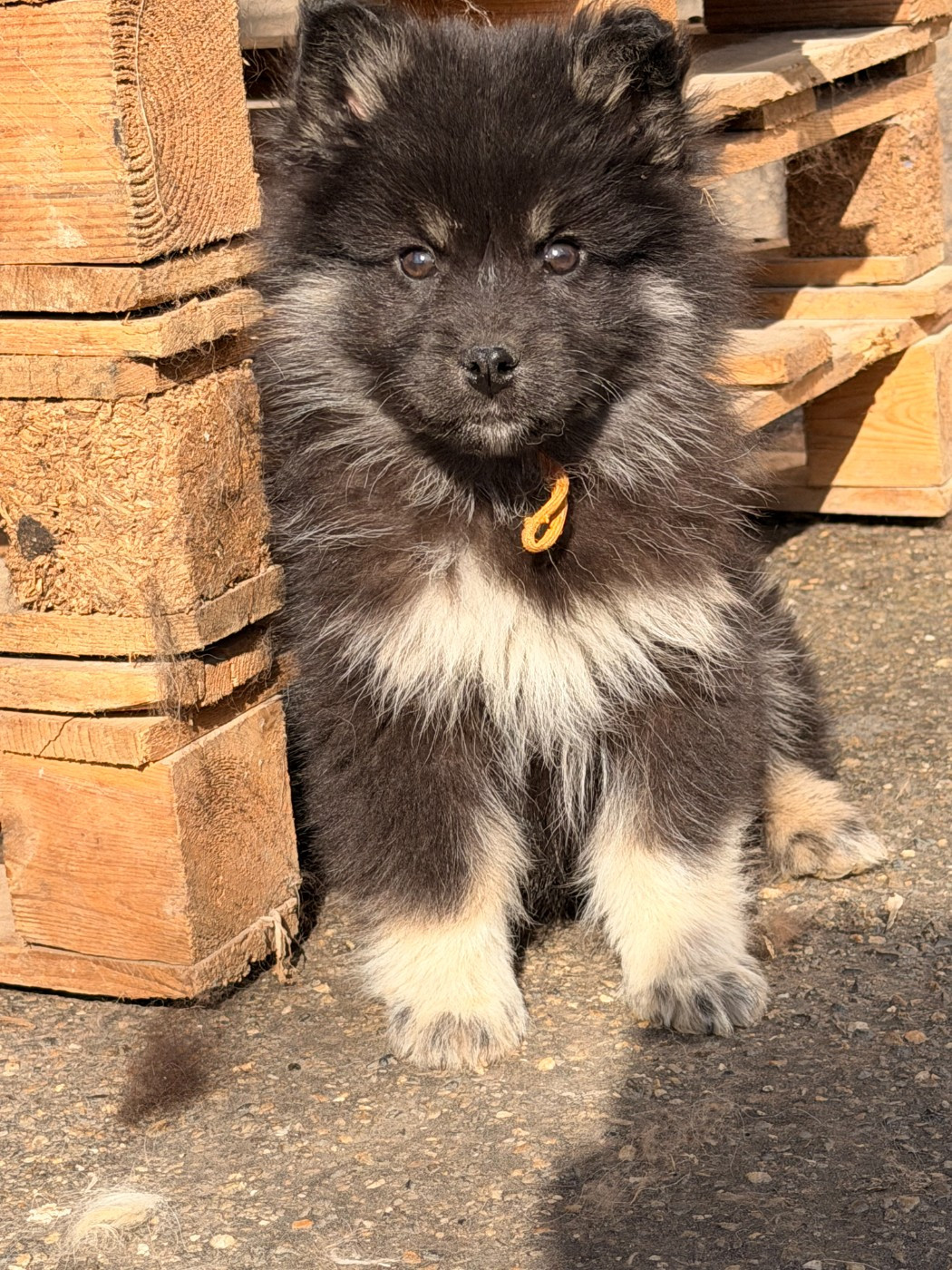 du Domaine du Chai de Majolan - Chiots disponibles - Chien finnois de Laponie