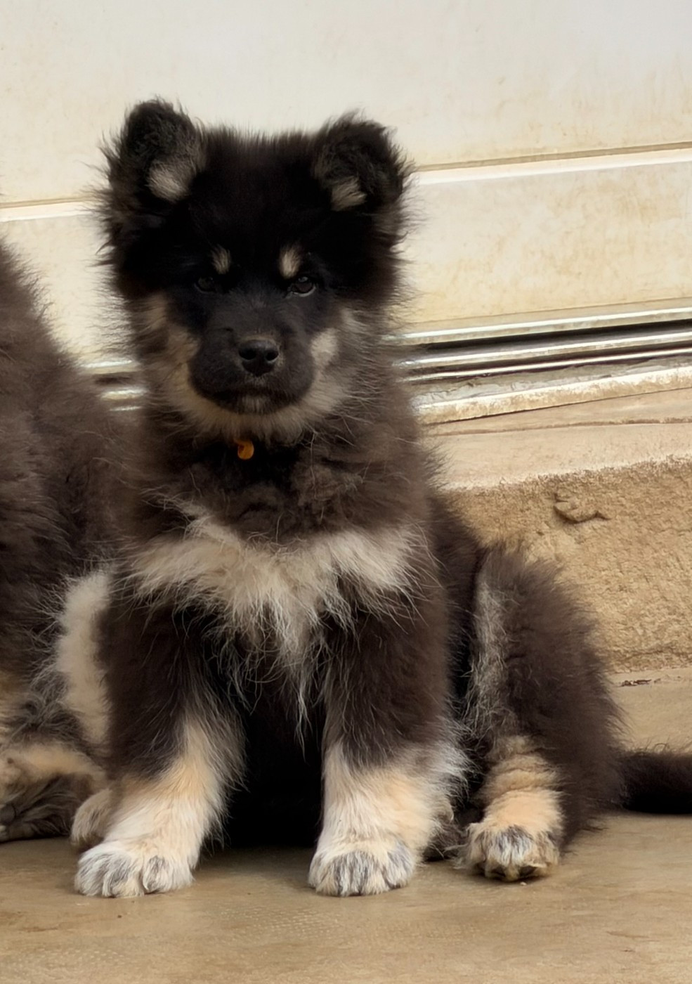 du Domaine du Chai de Majolan - Chiots disponibles - Chien finnois de Laponie