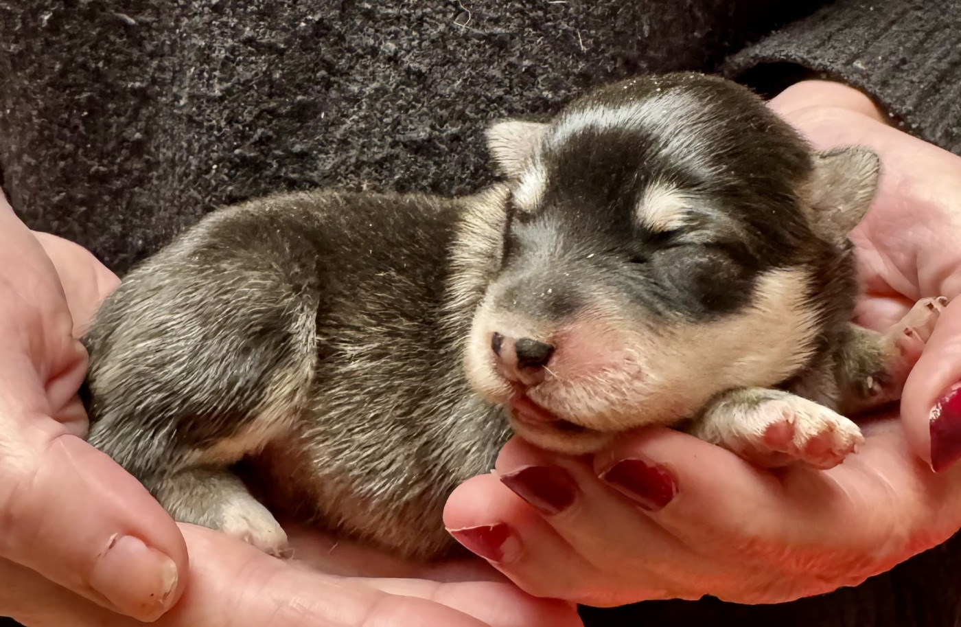 Chiot Chien finnois de Laponie du Domaine du Chai de Majolan