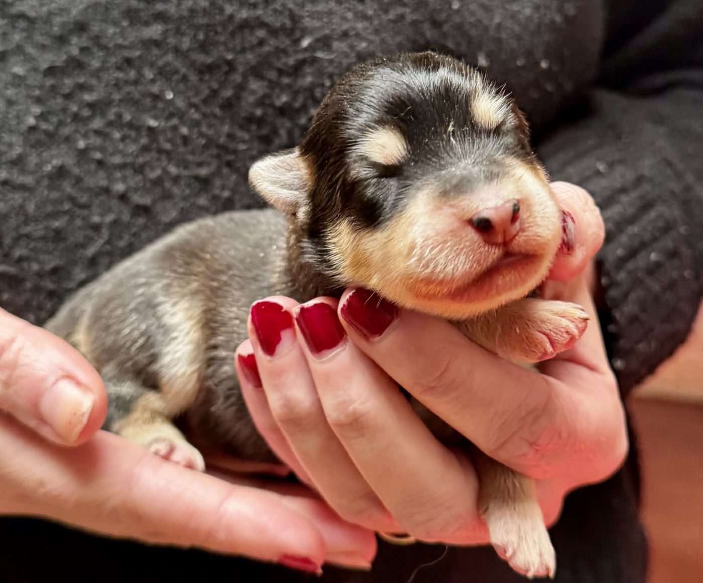 du Domaine du Chai de Majolan - Chiots disponibles - Chien finnois de Laponie