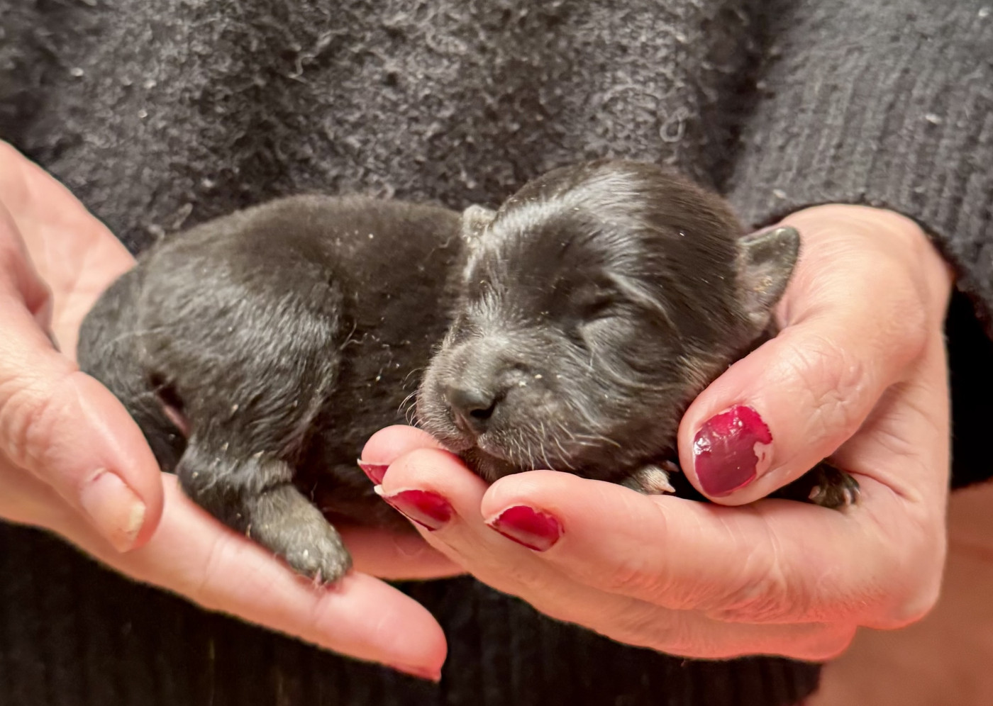 du Domaine du Chai de Majolan - Chiots disponibles - Chien finnois de Laponie