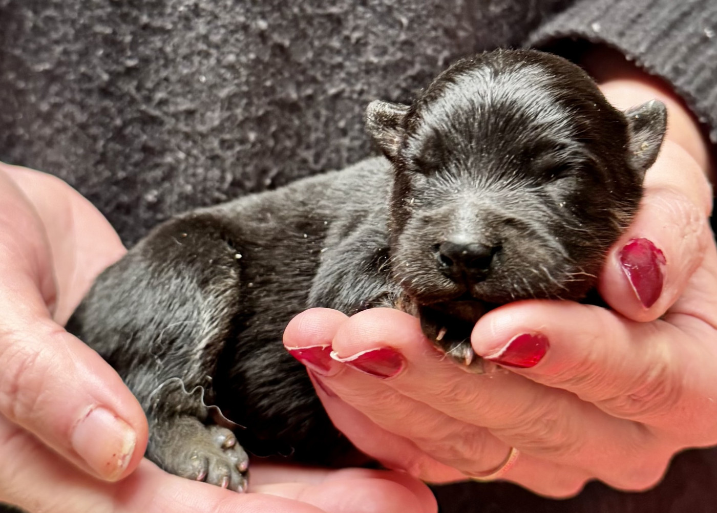 du Domaine du Chai de Majolan - Chiots disponibles - Chien finnois de Laponie