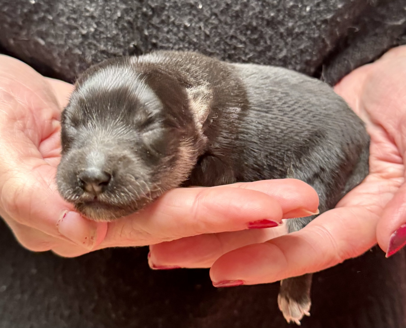 du Domaine du Chai de Majolan - Chiots disponibles - Chien finnois de Laponie