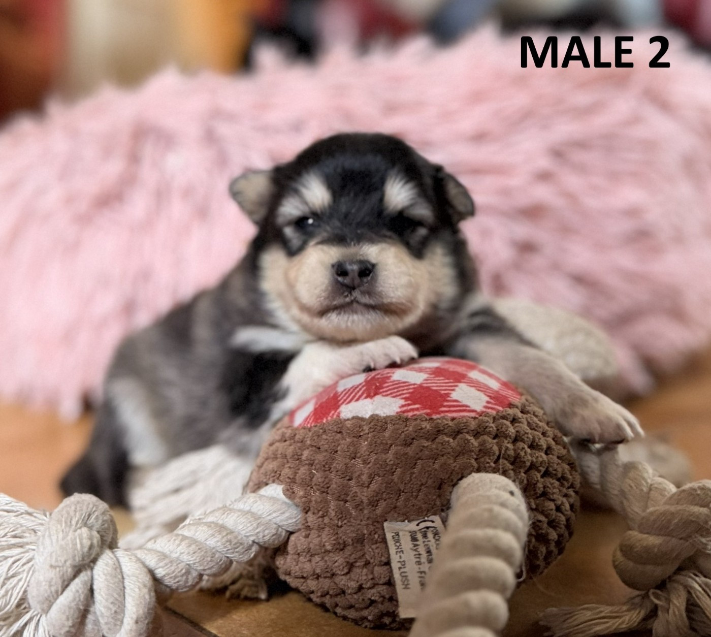 du Domaine du Chai de Majolan - Chiots disponibles - Chien finnois de Laponie