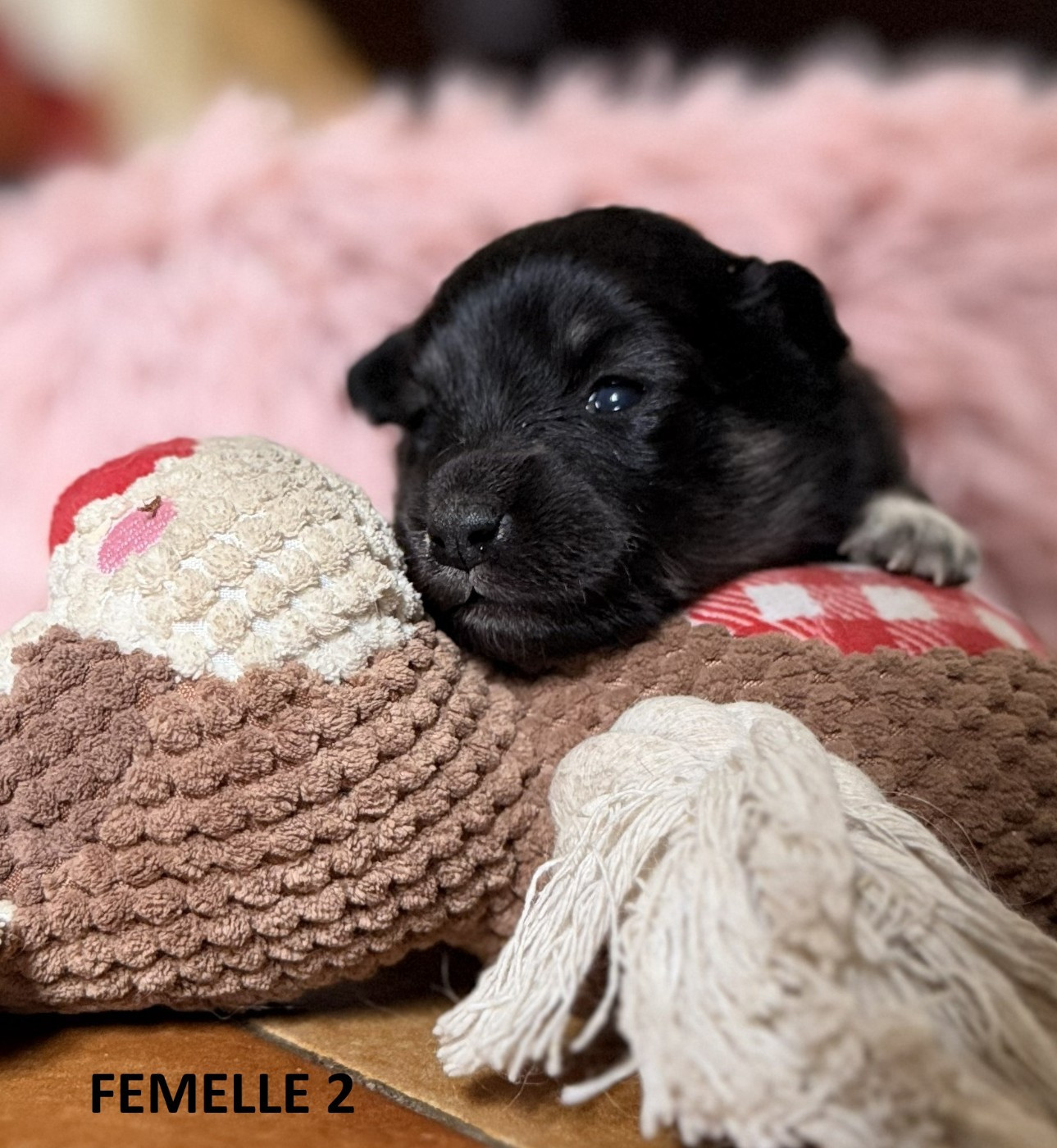 du Domaine du Chai de Majolan - Chiots disponibles - Chien finnois de Laponie