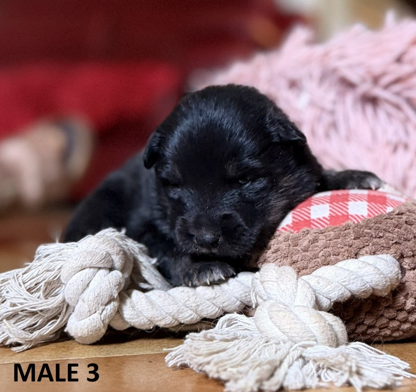 du Domaine du Chai de Majolan - Chiots disponibles - Chien finnois de Laponie